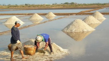  Mưa trái mùa gây hại 2.600 ha muối của dân Bạc Liêu