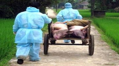   Các địa phương khẩn trương dập tắt dịch cúm gia cầm và khống chế dịch lợn tai xanh