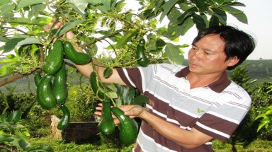 Giống bơ "vàng"