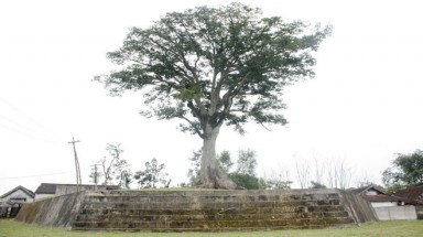   Cây sui 100 tuổi "có một không hai" ở Nghệ An