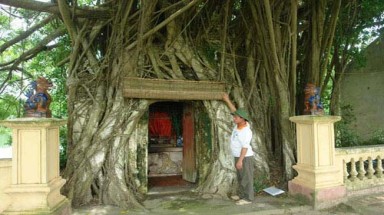  Đồng lòng bảo vệ 2 cây sưa cổ thụ trị giá hàng chục tỷ đồng