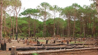  Cần có biện pháp khả thi bảo vệ rừng Tây Nguyên