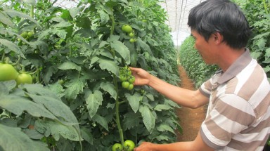  Nông dân bỏ tiền túi ra nước ngoài học trồng cà chua