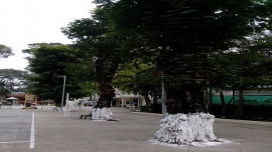Tráng ximăng bít gốc cây xanh
