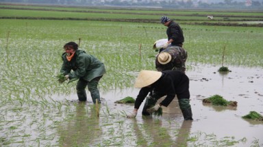 Rét đậm kéo dài: Nông dân lo chậm thời vụ