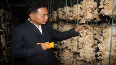  Người trồng nấm sáng tạo