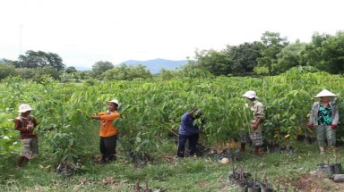 Trồng gần 1.300 ha cây dược liệu tại 6 huyện nghèo 