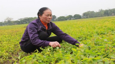 Lợi ích kép từ trồng rau an toàn