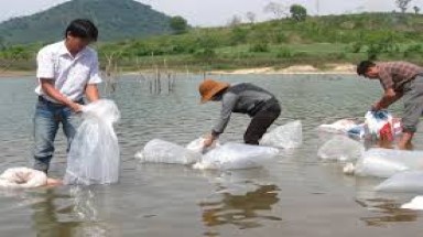  Kiên Giang:Thả hơn 400.000 con giống tái tạo nguồn lợi thủy sản đầm Đông Hồ
