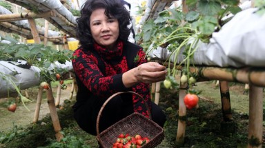 Dâu tây Đà Lạt trở lại