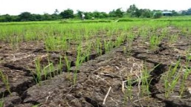 Những giải pháp ứng phó với Biến đổi khí hậu trong sản xuất nông nghiệp