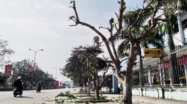  Quảng Bình:Giao thừa vặt sạch lộc ba cây xoài trước ngân hàng