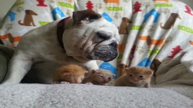  Cảm động với hình ảnh chó Bulldog chăm sóc mèo con