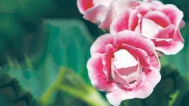  Vì sao hoa tết lại thất bại?