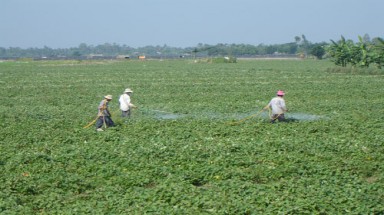   Vĩnh Long:Thương lái Trung Quốc thu mua lá khoai lang không giới hạn