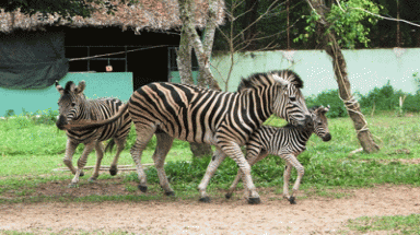  Ngựa vằn Châu Phi sinh sản tại Bình Dương