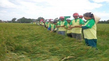  Xuân trên những cánh đồng tỉnh Phú Yên