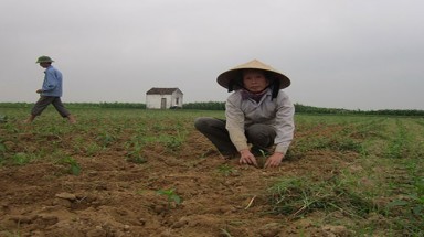  Nghệ An:Đâm lo vì trót trồng ớt Trung Quốc