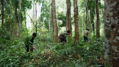 Trà Vinh sẵn sàng "4 tại chỗ" phòng, chống cháy rừng mùa khô