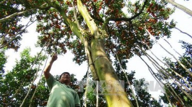 Cây quýt hồng cho đến 500 kg trái