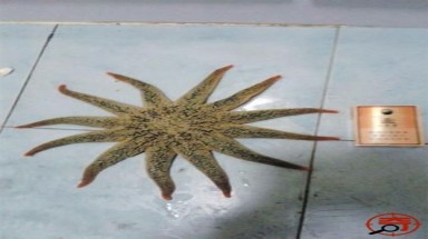  Kỳ lạ những loài sinh vật đột biến