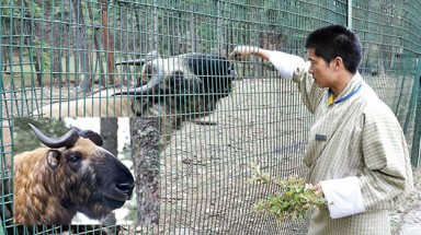  ​Quái thú “đầu dê mình bò” ở Himalaya