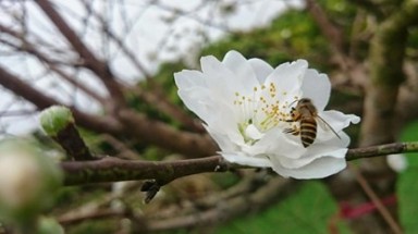 Bạch đào quý hiếm hồi sinh đón tết