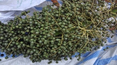  Vĩnh Long: Xôn xao cây "lạ" cho hàng vạn quả