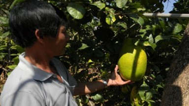  Chanh khổng lồ ngọt thơm nặng tới 7kg