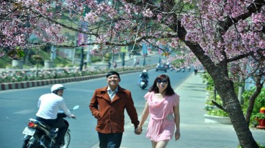 Đà Lạt: Mai anh đào rợp trời xuân, hớp hồn du khách