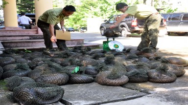  Nghịch lý giữa quy định pháp luật và trình trạng thực thi