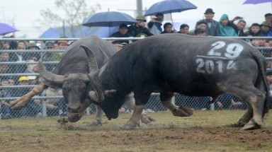  Hội chọi trâu 2015 sẽ không giết trâu công khai