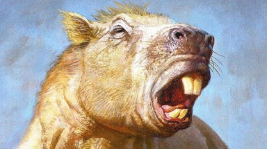 Phát hiện loài chuột lớn nhất hành tinh to bằng bò mộng