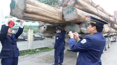  ​Nghệ An: Phạt gần 200 triệu đồng đoàn xe chở gỗ “khủng”