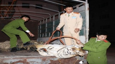  Tình trạng buôn bán hổ trái phép ngày càng phức tạp