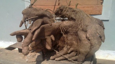  Nghệ An: Đào được củ khoai vạc nặng gần 50kg có hình thù kỳ quái
