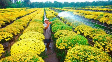  5 điểm ngắm hoa Tết đẹp nhất miền Tây