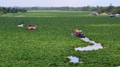   Tây Ninh: Lục bình lại phủ kín trên sông Vàm Cỏ Đông 