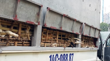   Tiêu hủy gần 3 tấn mèo xuất xứ từ Trung Quốc