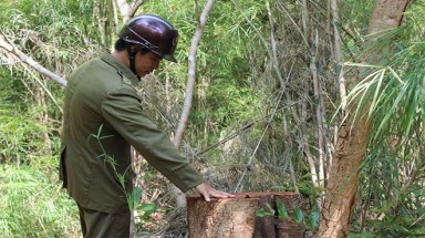   Mất hơn 1.300ha rừng ở Đắc Lắc vì... không rõ trách nhiệm