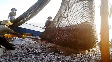   Tận diệt tài nguyên biển