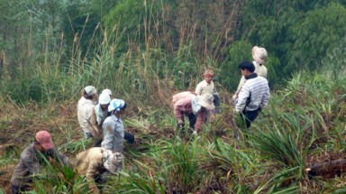  Phú Yên trồng 4000 ha rừng tập trung và 1 triệu cây phân tán trong các khu dân cư 