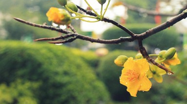 ​Cội nguồn xuân