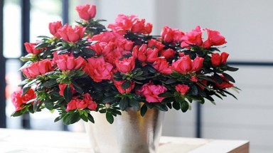   Thuốc hay từ các loài hoa