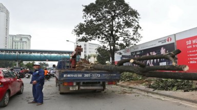  Chủ tịch Hà Nội yêu cầu cử người đi "du học" quản lý cây xanh