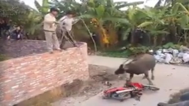 Hải Dương: Công an nổ súng hạ trâu điên húc 4 người bị thương