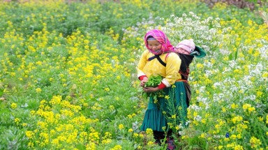Mùa hoa nở rực rỡ trên miền đá Hà Giang