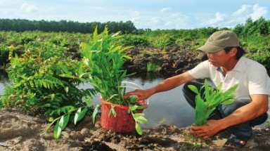 Để cây keo lai bám đất dài lâu trên vùng U Minh Hạ