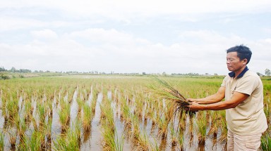 Bến Tre huy động mọi nguồn lực hạn chế thiệt hại do xâm nhập mặn