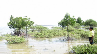  Quảng Nam: Hồi sinh những cánh rừng ngập mặn ở xã đảo Tam Hải